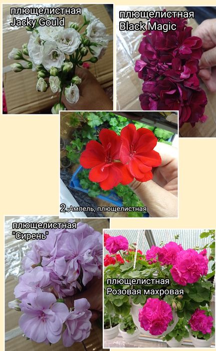Пеларгонии. Розебудные, Королевские, плющелистные. Хойя. Традесканція.