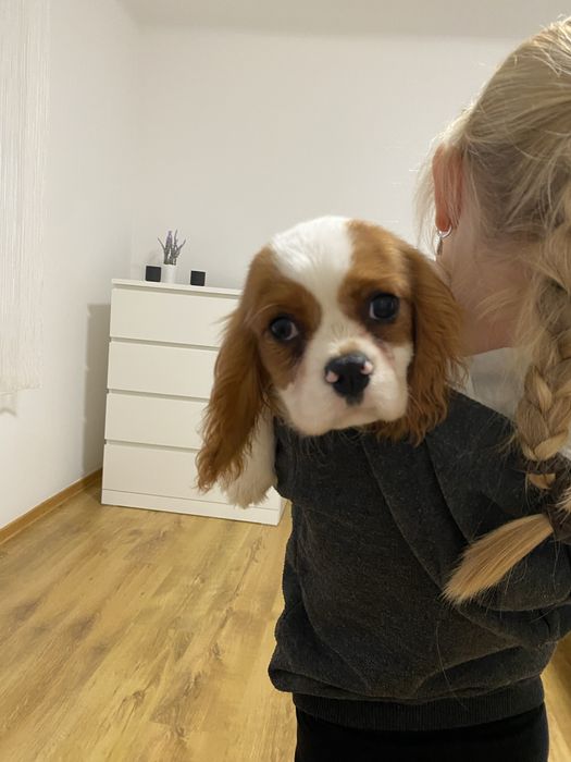 Cavalier King Charles Spaniel