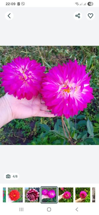 Георгіна, жоржина