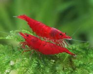 Krewetki neocaridina Red Cherry czerwone Żoliborz Warszawa selekcja