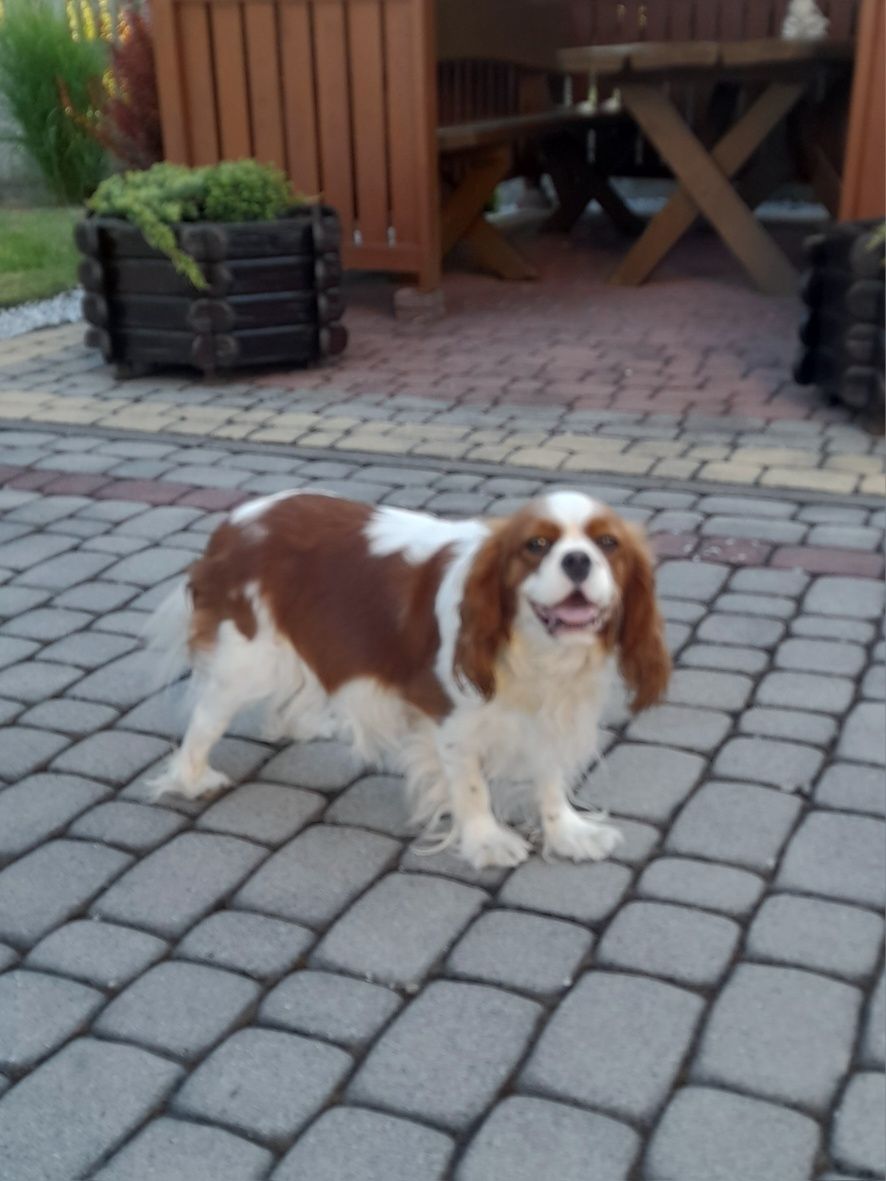 Piesek Cavalier king charles spaniel