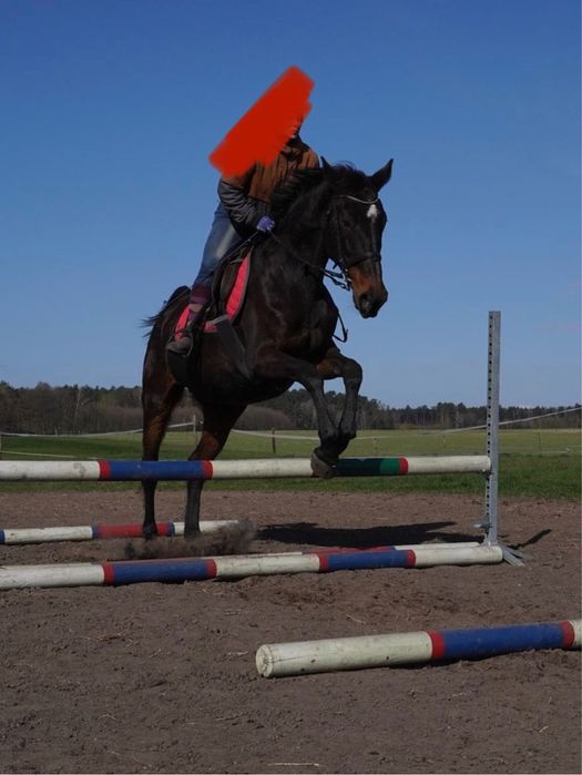 Sprzedam roczniaka mix tinker x sp