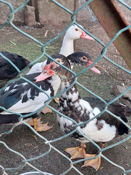 Patas novas pontas a criarem