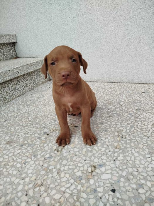 Pit Bull Red Nose Szczeniak