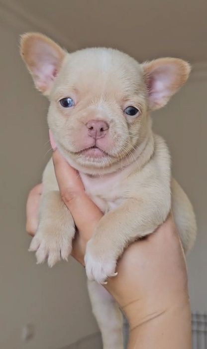 Bulldog Francês macho