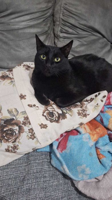 Paixão pelos animais