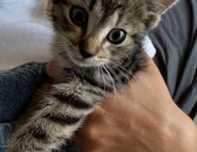 Miziolek do adopcji!
