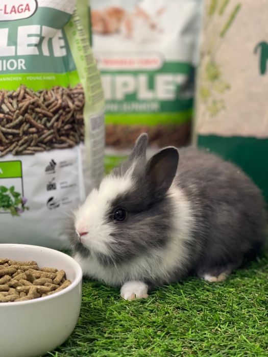 Coelhos anões - KIT DISPONIVEL LOJA