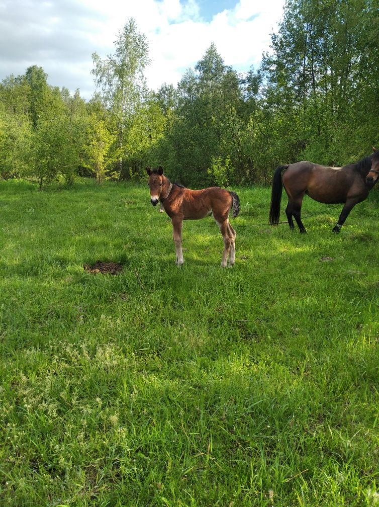 Продам кобилу 7 років з лошам