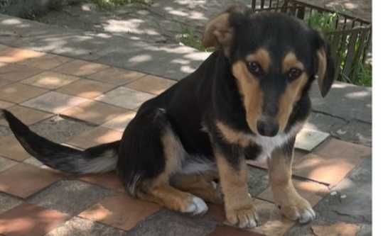 Цуценята (мати довгошерстна такса)