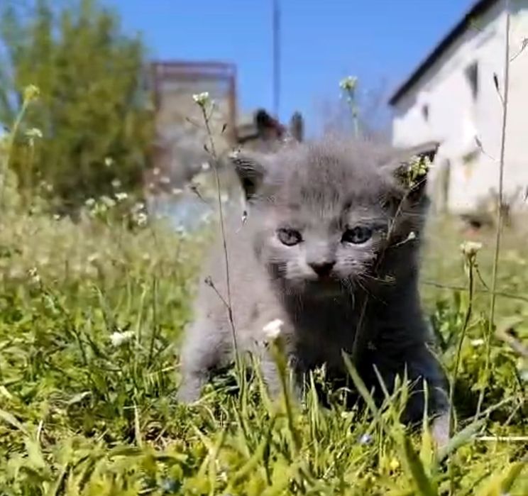 Котик лымчатого окраса для любви