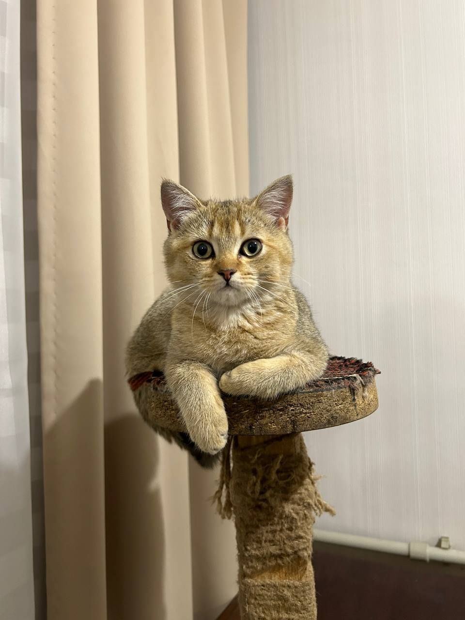 Золотой шиншилловый котик
