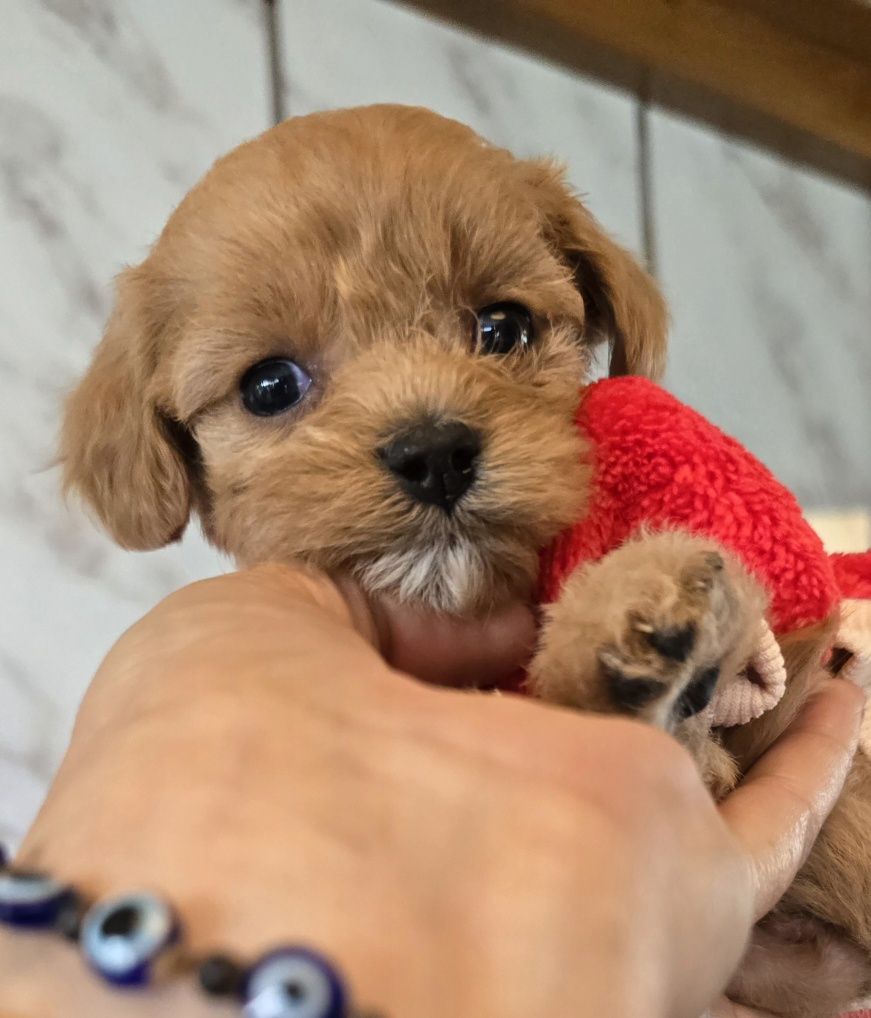 Sunia maltipoo śliczna