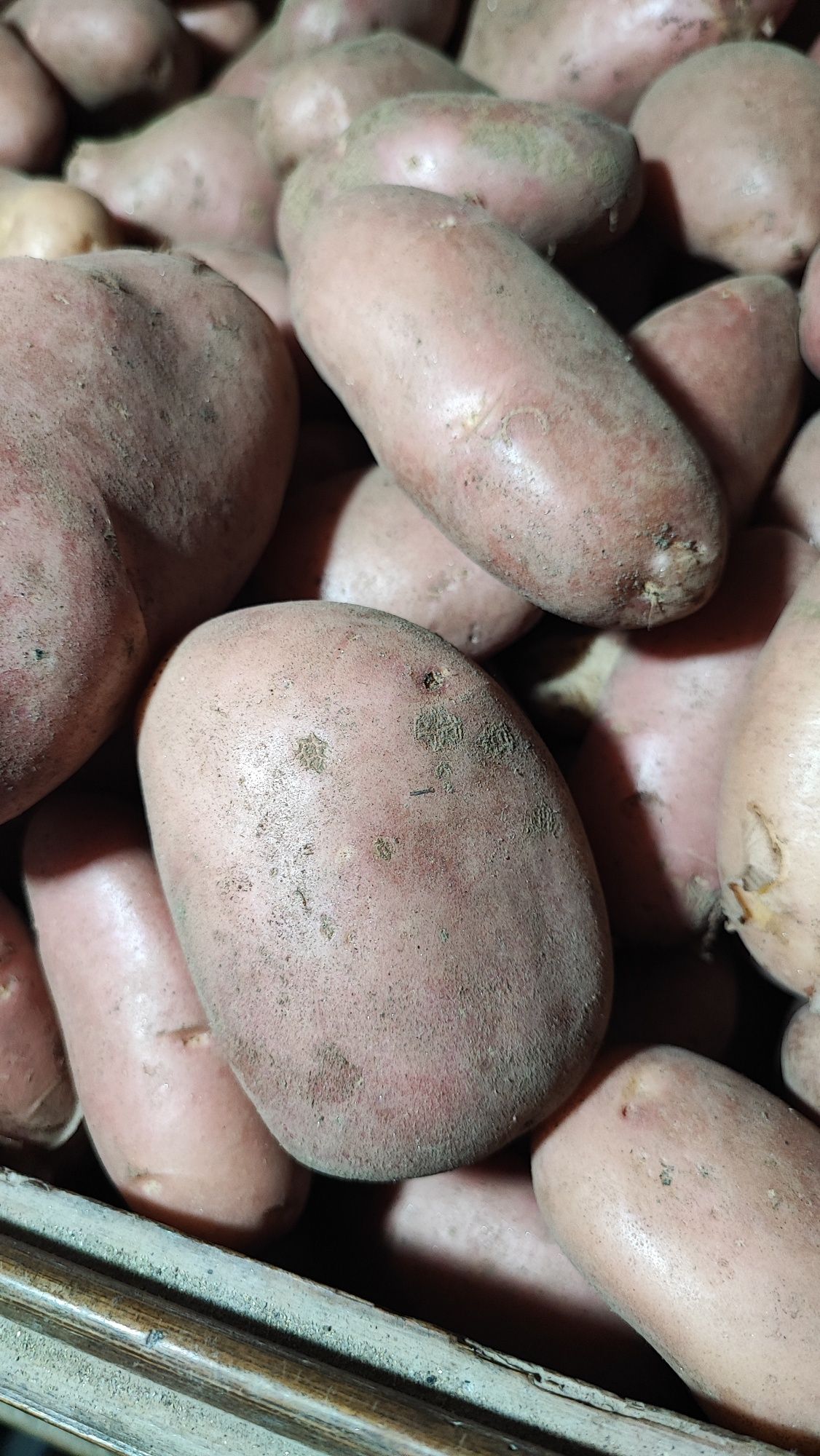 Batata Nova 13€/20Kg
