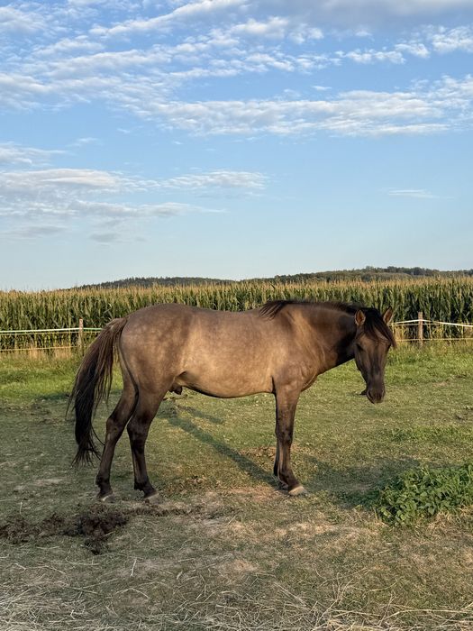 Sprzedam konika polskiego!