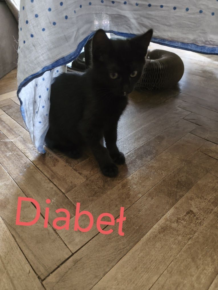 Pięć kocurków do adopcji