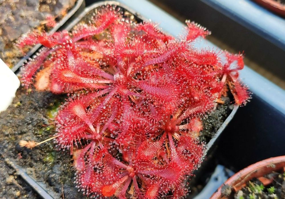 Zestaw nasion rosiczek Drosera Capensis rosiczka nasiona MEGA zestaw