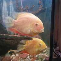 Pielęgnice Severum Red