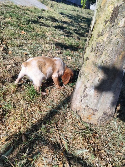 Epagneul  Breton com lop e afixo