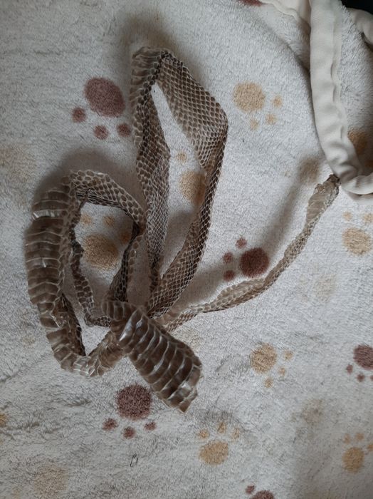 Wylinka węża czarna ok 60-70 cm