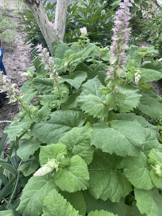 Шавлія мускатна ( Шалфей мускатний)