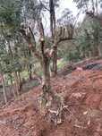 Oliveiras com 13 anos ideais para jardins