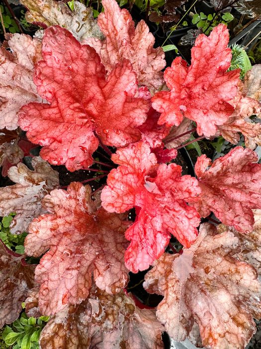 Гейхера арабіка, фореве ред