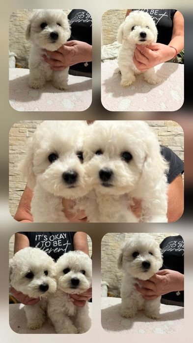 Bichon Frise suczka z rodowodem FCI