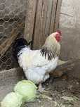 Galo brahma para venda