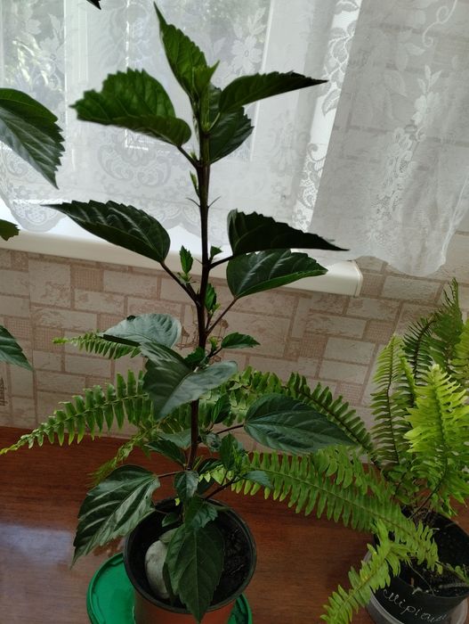 Гибискусы  комнатные