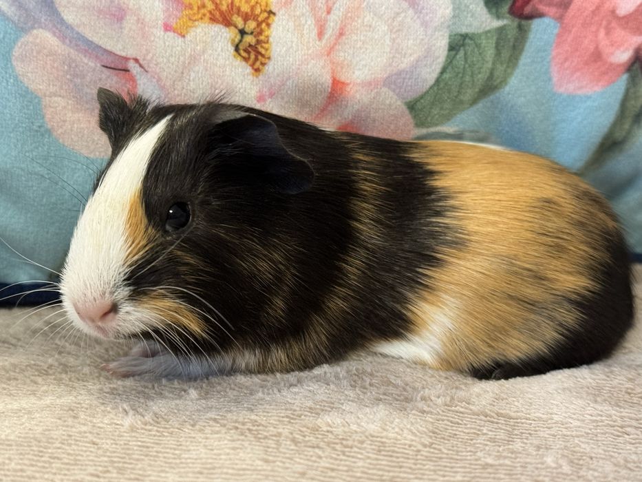 Cudna Samiczka Świnka Morska Kawia Domowa Gladkowlosa