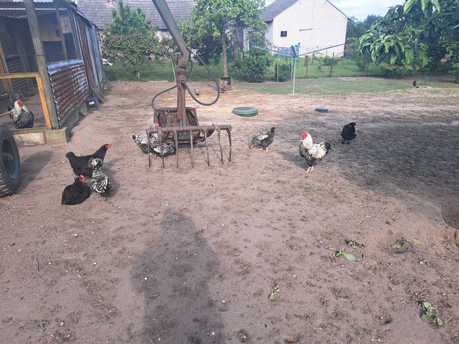 Jaja lęgowe kur niosek dark green shell dominant wyandotte marans