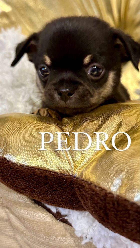 Chihuahua Boy PEDRO