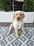 Labrador retriever BISZKOPT/BIAŁY