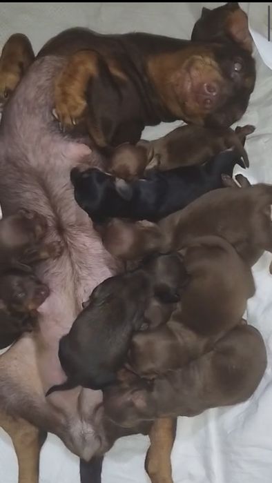 Кролячі таксята від багато плідної мамки