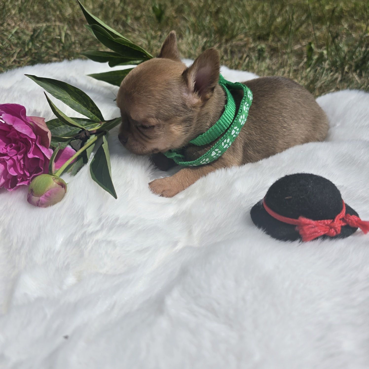Chihuahua samiec 2