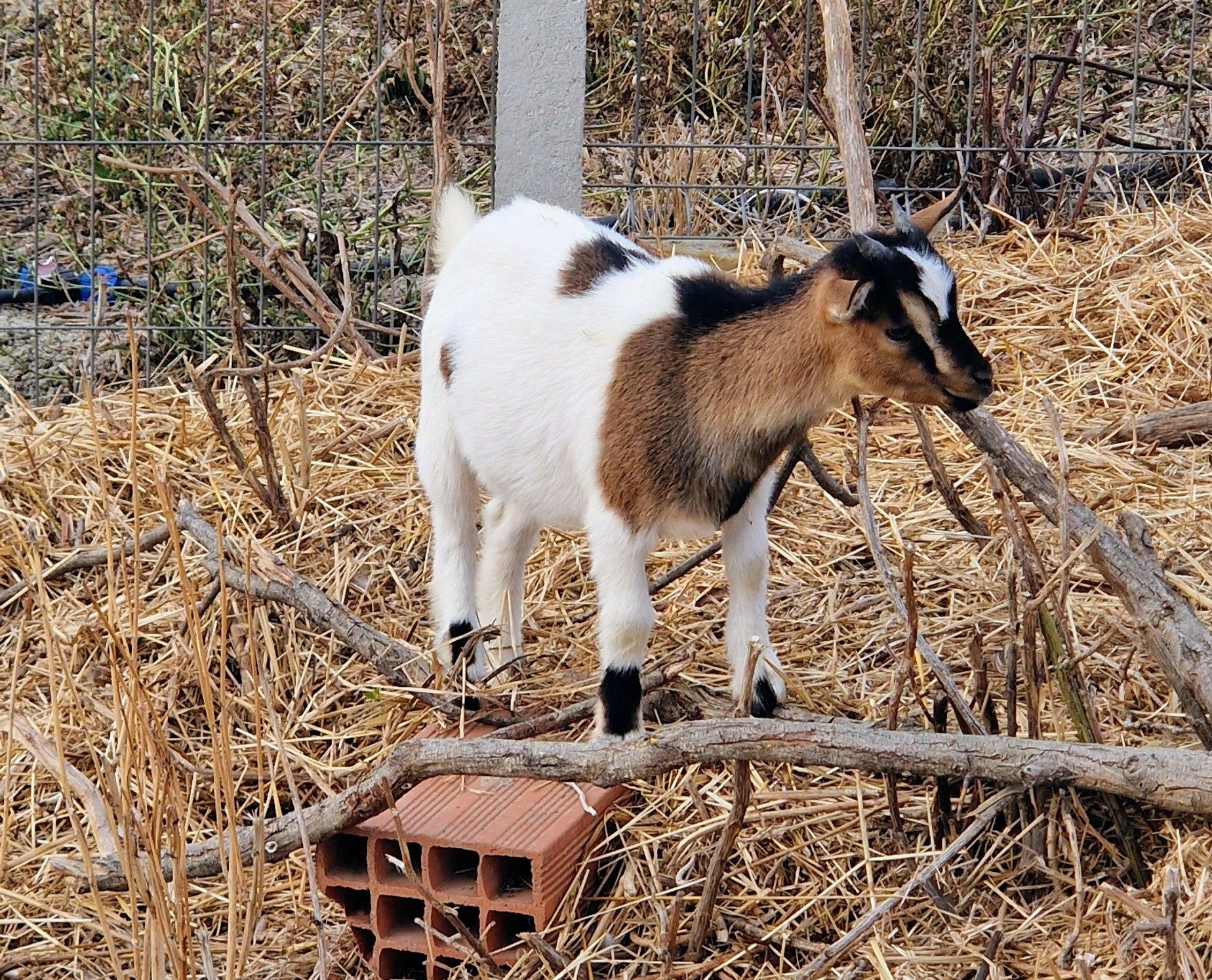Cabras anãs e cabrito anão