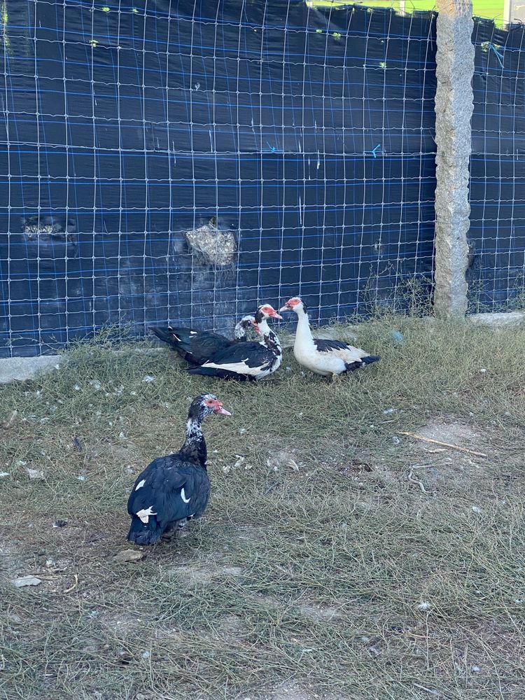 Vendo patos mudos