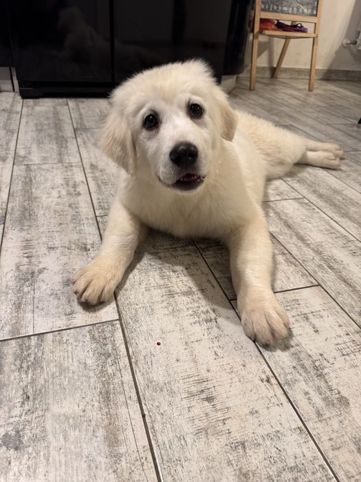 Owczarek podhalański ostatni piesek