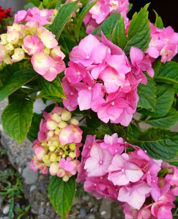 Живці для вкорінення