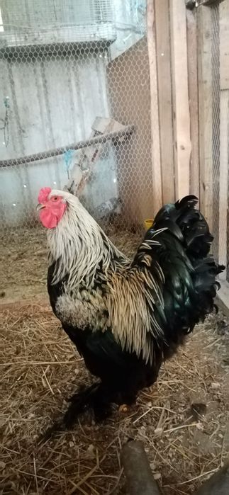 Galinhas Brahma grande porte puras