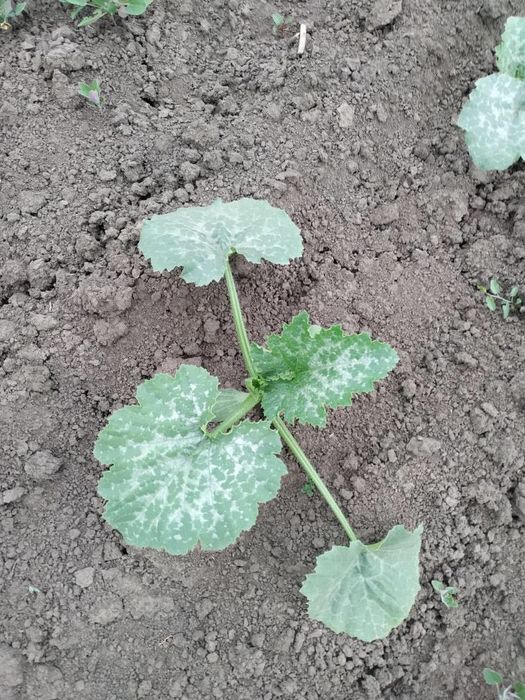 Сівалка овочева/сівалка точного висіву вакуумна/ від 23 к.с/VPS-4PRO