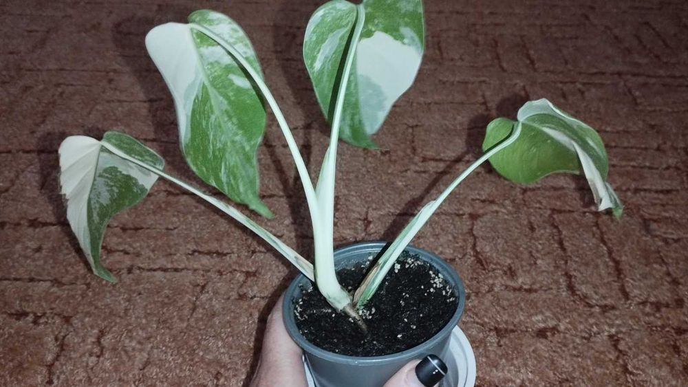 Монстера Варієгата Альба