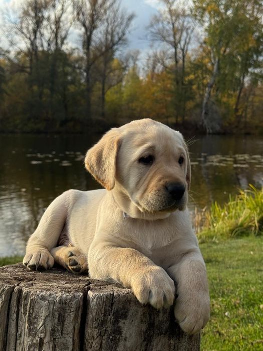 Безумовна любов - ось вона
