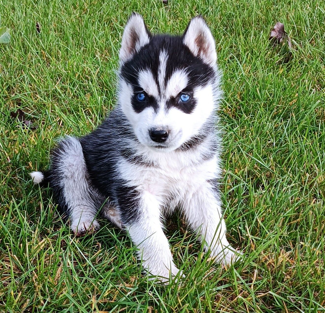 Szczeniaczek Siberian husky gotowy do odbioru.Elitarny rodowód