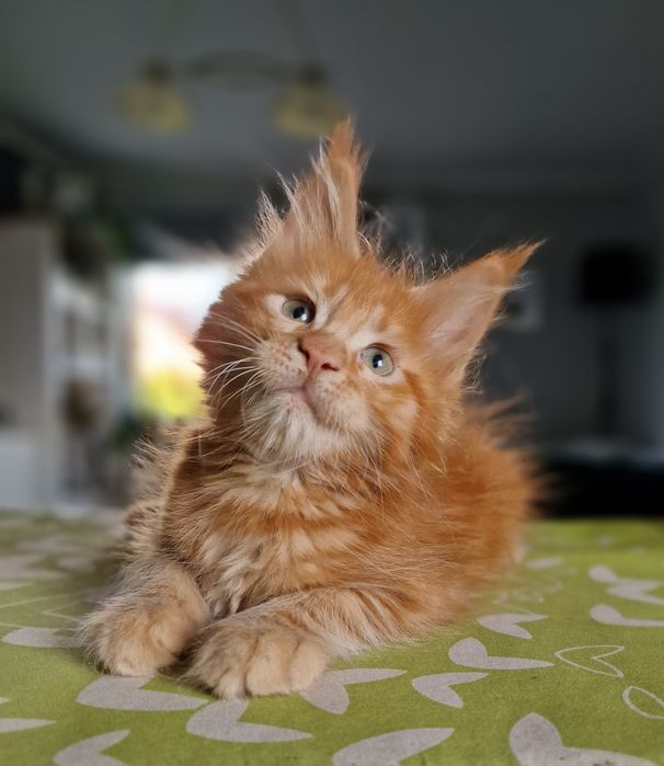 Maine Coon kocięta kotka do hodowli
