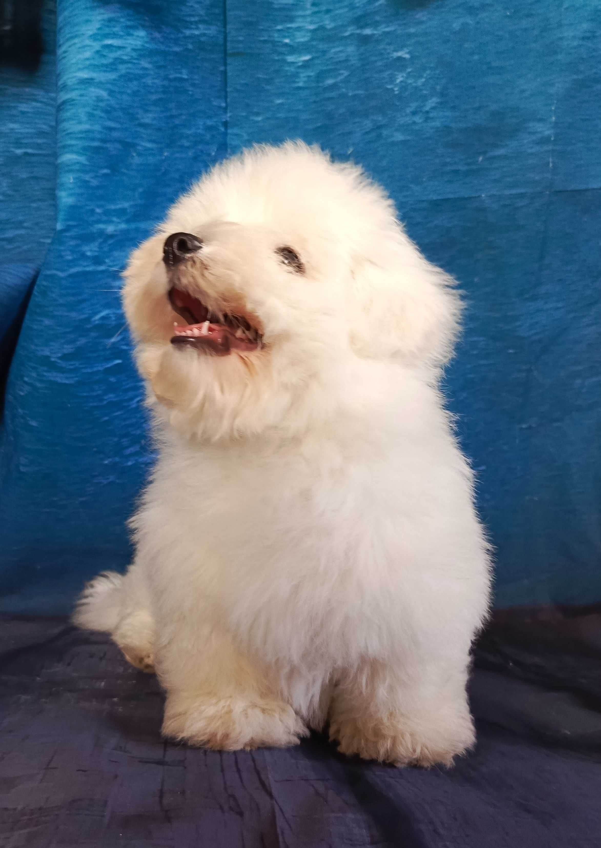 Coton de Tulear - pies