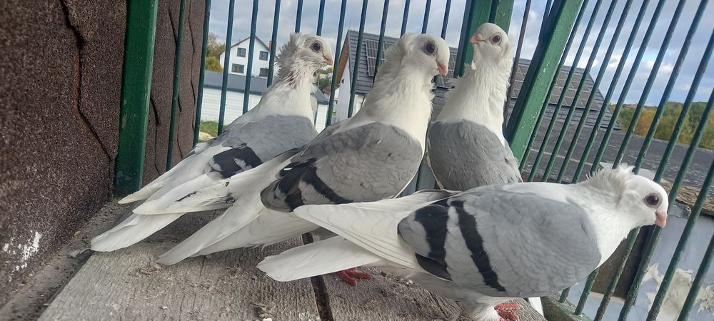 Gołębie mewki,mewka samce,samice