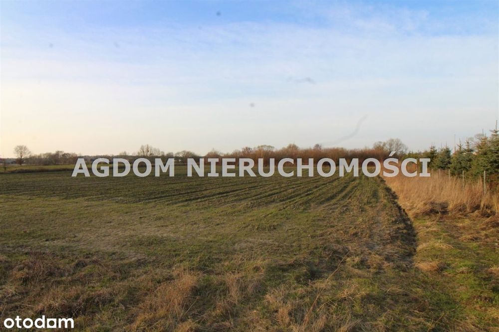 Dzialka - Chełmica Duża