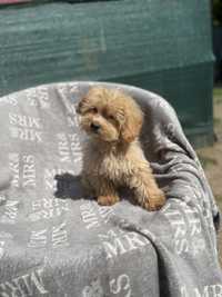 Maltipoo F1 apricot biszkoptowy kremowy pies pudel toy red